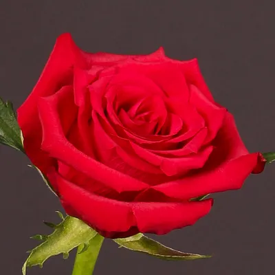 Саженцы розы Паскали купить в Москве в питомнике, растения по цене от 500  руб.