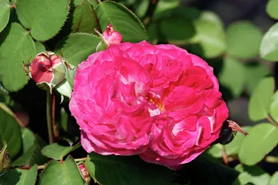 Нежная чайно-гибридная роза «Паскали» (Pascali) | Точка соприкосновения |  Дзен