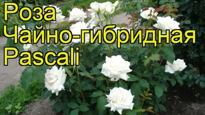 Роза чайно-гибридная Паскаль (rose pascal) 🌿 роза Паскаль обзор: как  сажать саженцы розы Паскаль - YouTube