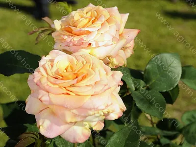 Роза свадебная Паскаль с розеткой купить в Минске, цены