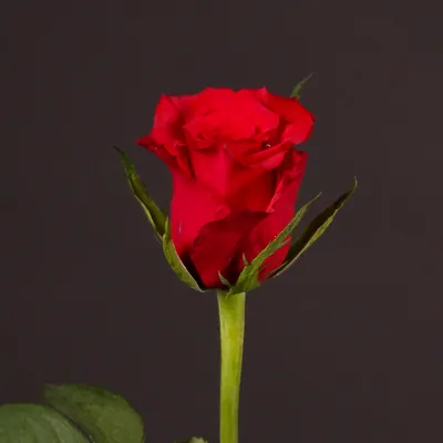 Роза Паскаль - 74 фото