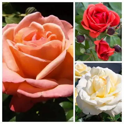rosa pascal – Flowersense