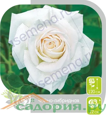 Комплект чайно-гибридных роз Паскаль 3 шт - купить с доставкой по выгодным  ценам в интернет-магазине OZON (1239796001)