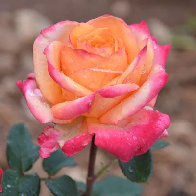 Роза Паскаль ЧГ / Семена Алтая (Сибирские розы)