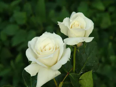 Роза чайно-гибридная Паскали – купить в питомнике по цене 418 ₽