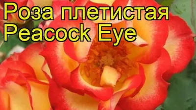 Павлиний глаз (Peacock Eye) — Зеленый Сад - Уральский плодопитомник