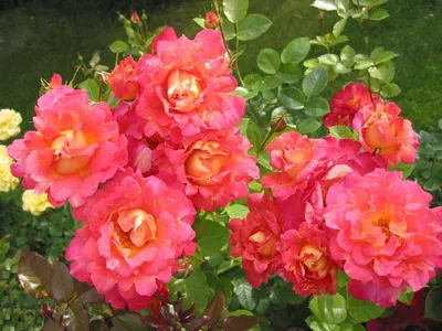 ПАРКОВАЯ РОЗА ПАВЛИННЫЙ ГЛАЗ: купить саженцы парковой розы павлинный глаз  почтой | PLOD.UA