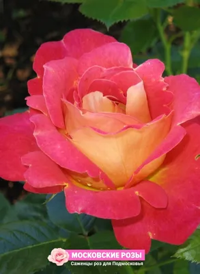 Роза плетистая павлиний глаз - 72 фото