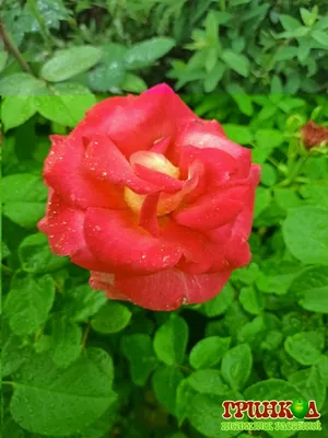 Роза павлиний глаз - 75 фото