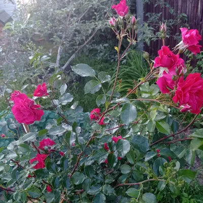Роза сорт Арлекин - павлиний глаз. в 2023 г | Розы, Садовые розы, Куст