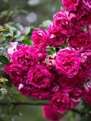Роза плетистая - Лавиния - (Lawinia)