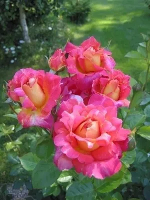 Канадские неукрывные розы. С этих роз лучше всего и начинать розарий. |  Карельские Дачники | Дзен