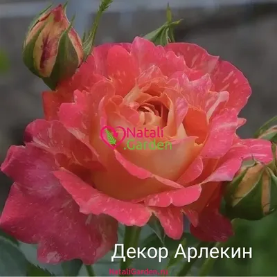 Купить саженцы розы плетистой Фламентанз с доставкой в Москве