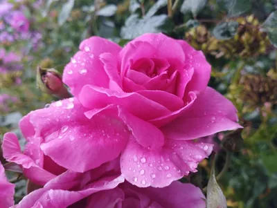 Роза плетистая – Смарт Принцесс