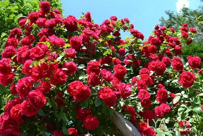 Прекрасные розы, умытые дождём. :: Лия ☼ – Социальная сеть ФотоКто