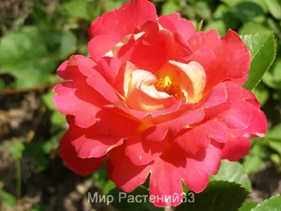 Купить Роза плетистая «Павлиний глаз». Саженцы в Москве и области по низкой  цене