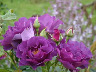 Архивы Розы Парковые | Курские корни | Питомник растений