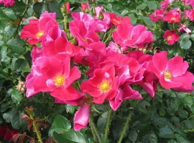 Сказка о розе (с глубоким смыслом). | Розовый сад творчество для души. |  Дзен