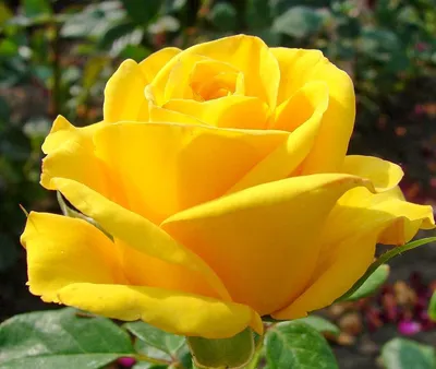 ✿ Роза плетистая Мантия Короля 1 шт купить за 469 руб, доставка почтой,  оплата при получении