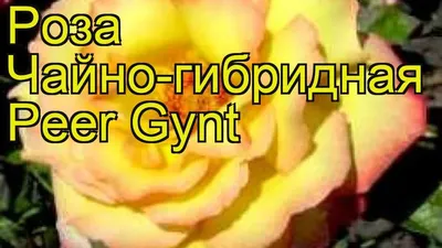 Роза чайно-гибридная Пер Гюнт. Краткий обзор, описание характеристик, где  купить саженцы Peer Gynt - YouTube