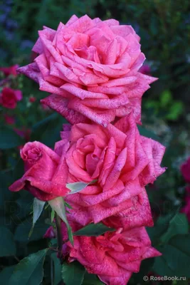 Pierre Cardin ® | Roses' Name