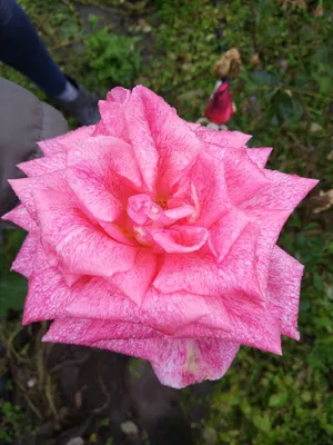Rosa Pierre Cardin Rose Stock Photo - Download Image Now - Beauty In  Nature, Blossom, Botany - iStock