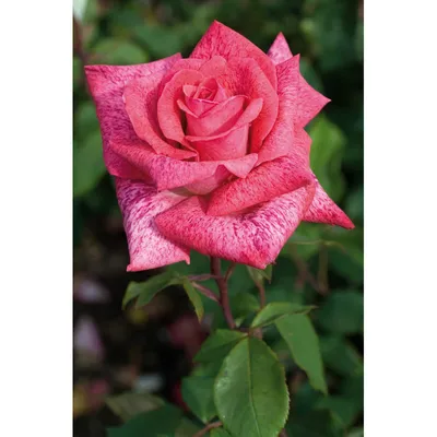 Rosa Pierre Cardin Stock Photo - Alamy