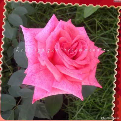 Духи Pierre Cardin Rose by Cardin - туалетная вода тестер 7.5 мл для женщин  - парфюм Пьер Карден Роуз Бай Кардин | AliExpress