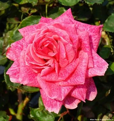 Pierre Cardin' Rose Photo | Rose, Rose photos, Pretty flowers