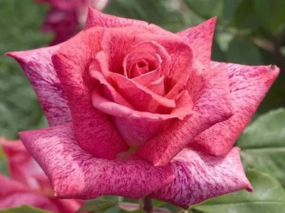 Rosier PIERRE CARDIN Meilolipo