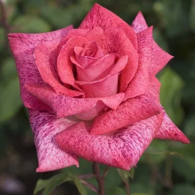 Rosa 'MEIlolipo' PIERRE CARDIN® - Havlis.cz