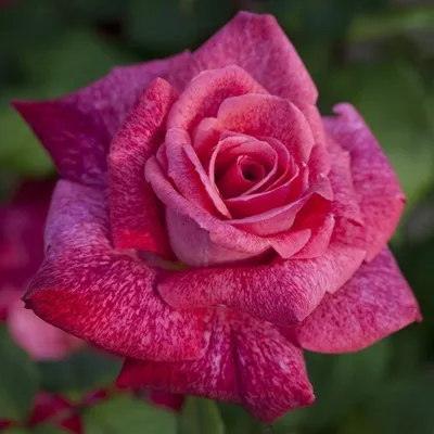 Pierre Cardin ® Hybrid Tea Rose – Famous Roses World