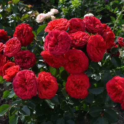 Пионовидная роза Ред Пиано | доставка по Москве и области