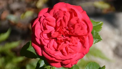 1️⃣ Пионовидные розы Red Piano Алматы | Лучшие цены в Pro-buket