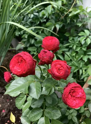 Palatine Roses - Introducing Piano by Tantau The red Piano rose is the  mother of all Piano roses. She is known for her bright red blooms which  darken toward the edges with