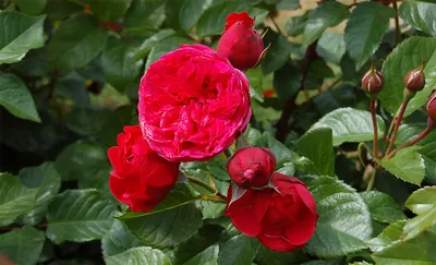 Купить букет красных пионовидных кустовых роз Red Piano! - Пермь