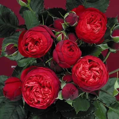 Пионовидная роза \"Ред Пиано\" | \"Кедр\" Питомник растений в СПб