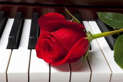 Роза Пинк Пиано (Pink Piano) – Растения 26
