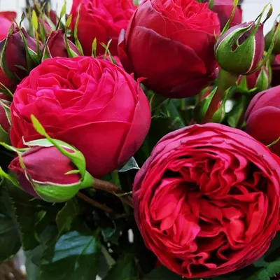 Розы - Роза чайно-гибридная Пиано (Rosa Red Piano)