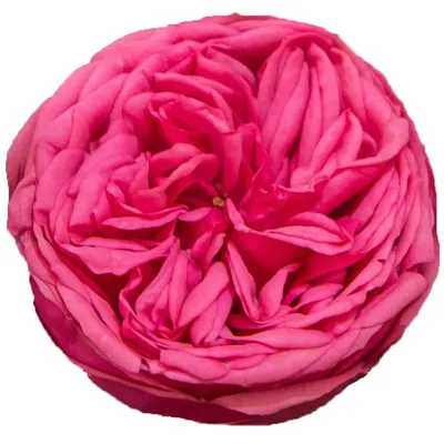 Пионовидные розы Ред Пиано - купить в Москве | Flowerna