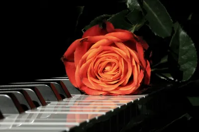 Букет из 21 красной кустовой пионовидной розы Red Piano | Во Имя Розы