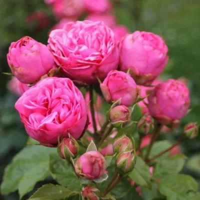 Роза пинк пиано фрейленд 40-50 см – Цветочная Лав-Лавка