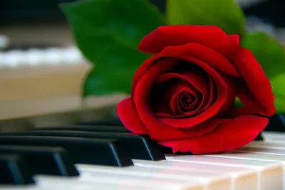 Red Piano | Red Garden Rose - Rosas del Corazón