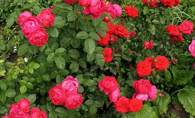 Купить Роза \"Пинк Пиано\" (Rosa Pink Piano) от 599 руб. в интернет-магазине  Архиленд с доставкой почтой по Москве и в регионы