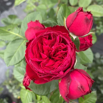 Букет из 21 красной кустовой пионовидной розы Red Piano | Во Имя Розы