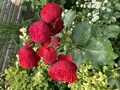 Vibrant Red Garden Roses | GlobalRose