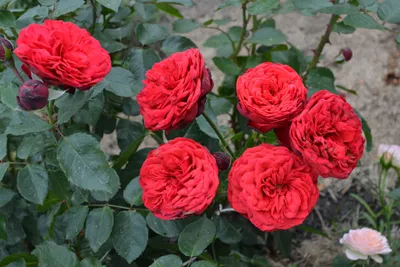 Розы Пиано Фриленд поштучно от 0 руб./шт. Купить цветы.