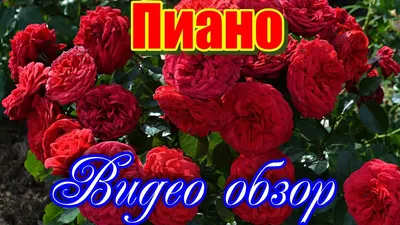 Пионовидная роза Ред Пиано | доставка по Москве и области