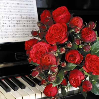 Пионовидная роза Red Piano 19 шт. купить с доставкой в Москве. Цена от  10450 ₽