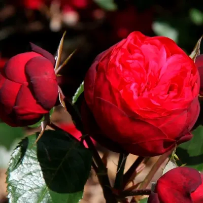 Пионовидные розы Ред Пиано - купить в Москве | Flowerna